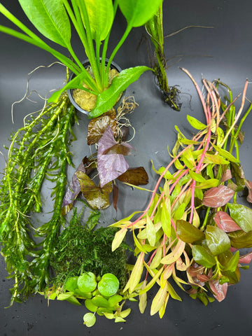 Freshwater Aquarium Plants: Christmas Moss - Vesicularia montagnei (Hypnum  montagnei)